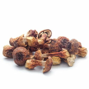 Brazilian mushroom
